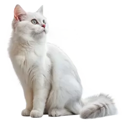 Imagen PNG para descargar